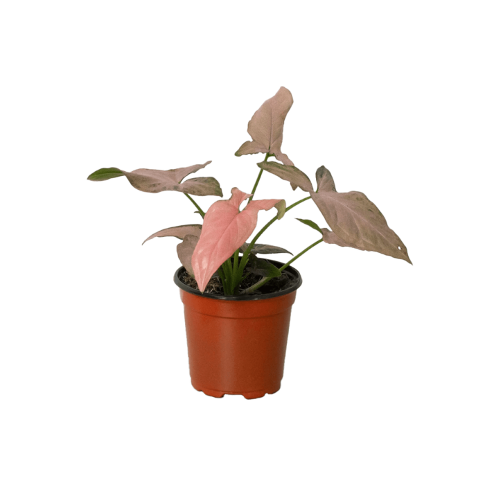 syngonium pink splash plants for Sale | Houseplant Sale | Best Indoor Plants | Forget Me Not Flower Market Online plant Shop | Online nurseries near to me