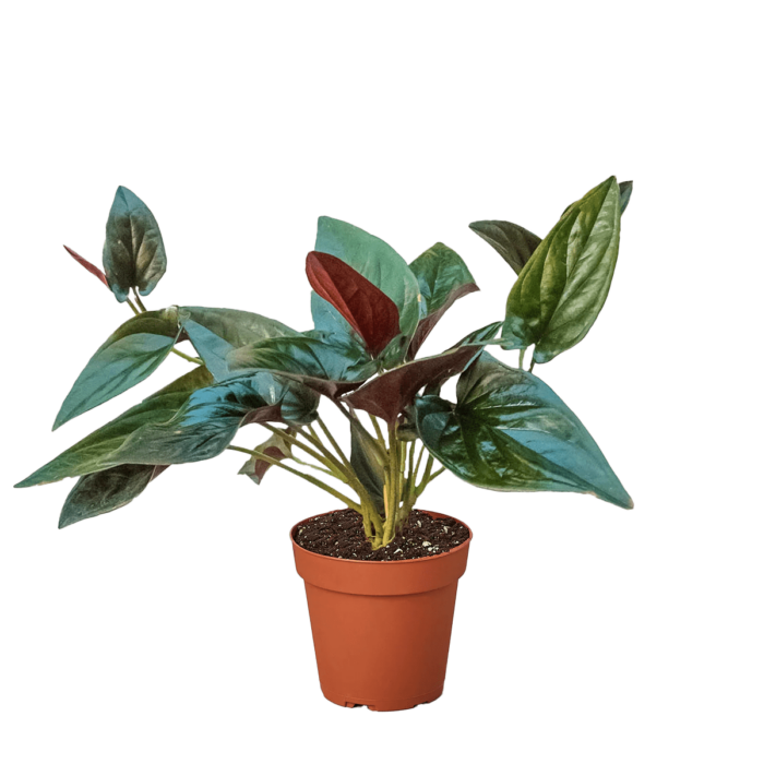 syngonium-red-arrow - plants for sale | house plant sale | Forget Me Not Flower Market online plant shop | online nurseries near to me