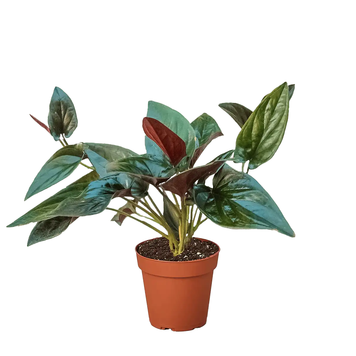 syngonium-red-arrow - plants for sale | house plant sale | Forget Me Not Flower Market online plant shop | online nurseries near to me