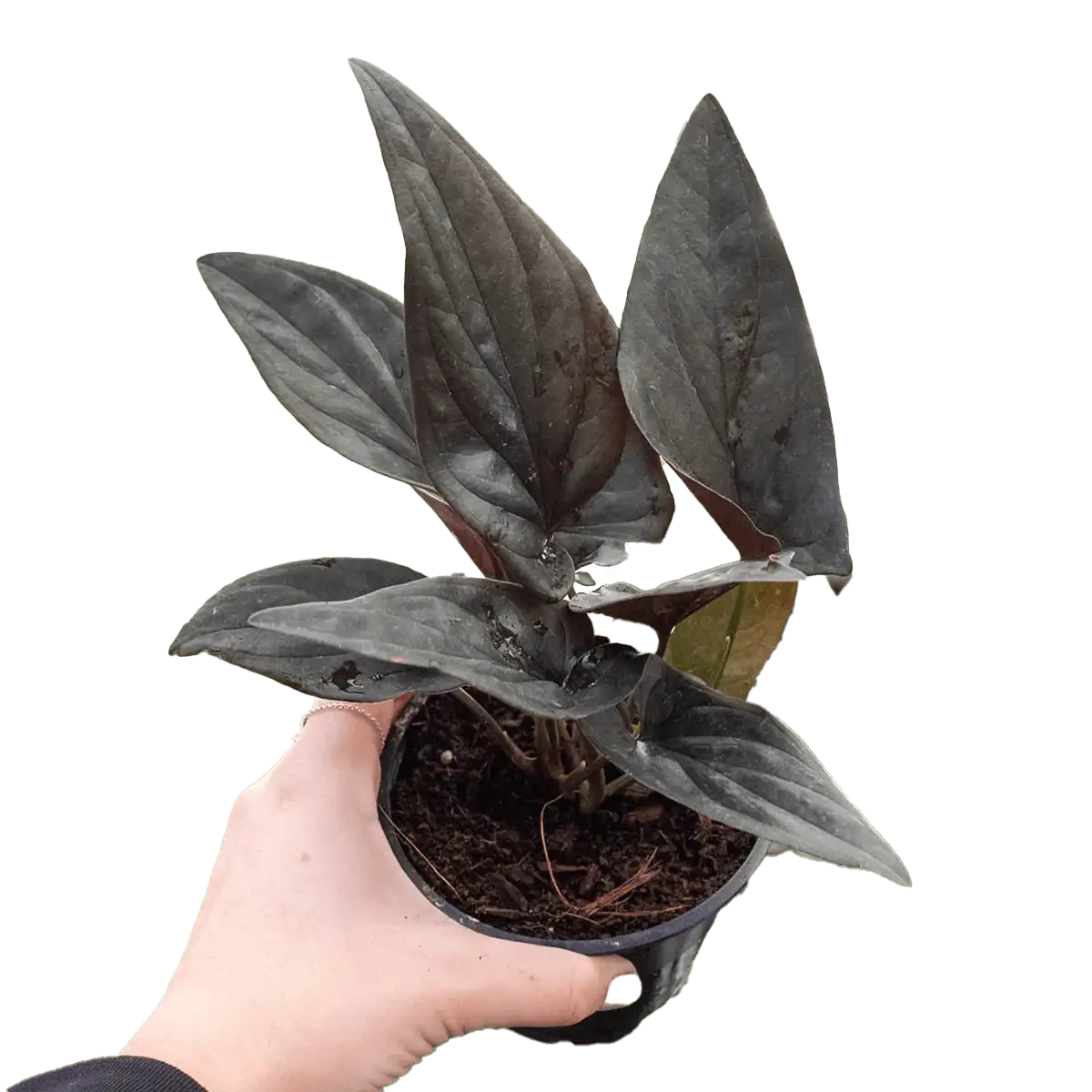 syngonium-red-arrow - plants for sale | house plant sale | Forget Me Not Flower Market online plant shop | online nurseries near to me