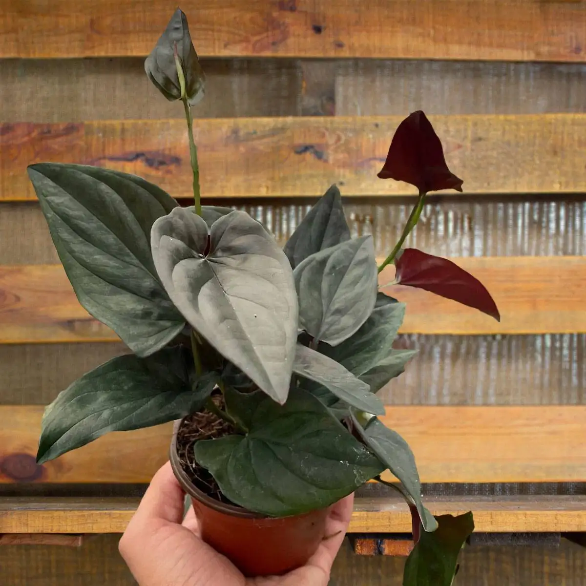syngonium-red-arrow - plants for sale | house plant sale | Forget Me Not Flower Market online plant shop | online nurseries near to me