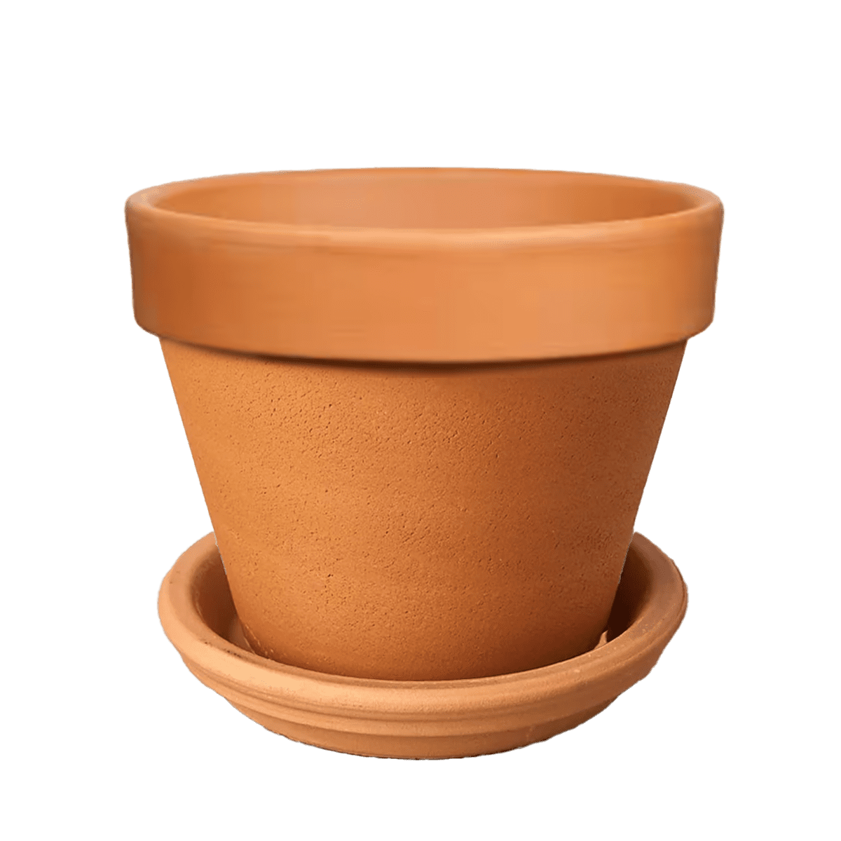 House Plants for Sale in Terracotta Pots | Houseplant Sale