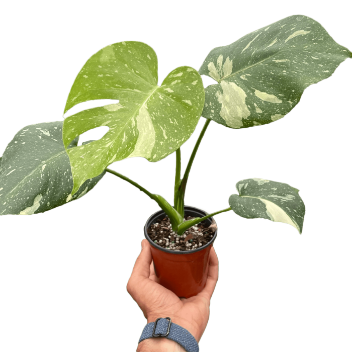 Monstera thai constellation from the Philodendron Monstera Deliciosa family. House Plants for Sale - 4in Nursery Pot | Best Indoor Plants & Houseplant Sale | Forget Me Not Flower Market