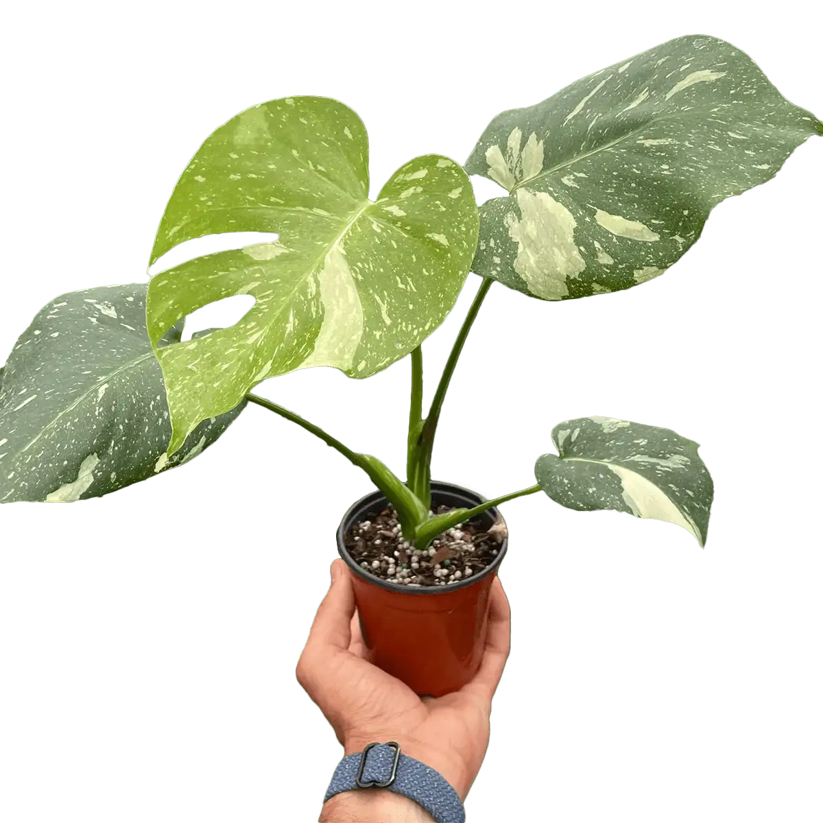 Monstera thai constellation from the Philodendron Monstera Deliciosa family. House Plants for Sale - 4in Nursery Pot | Best Indoor Plants & Houseplant Sale | Forget Me Not Flower Market