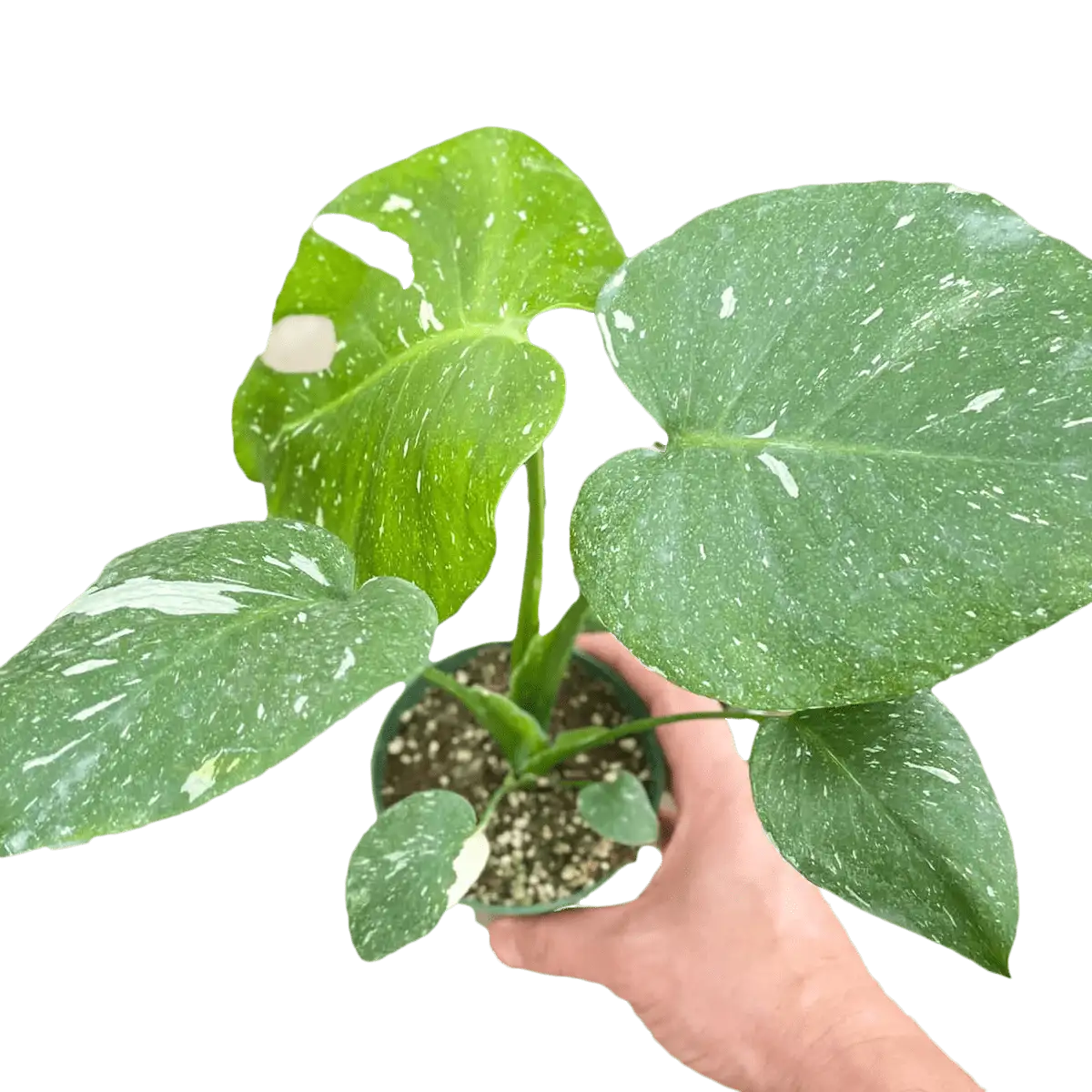 Monstera thai constellation from the Philodendron Monstera Deliciosa family. House Plants for Sale - 4in Nursery Pot | Best Indoor Plants & Houseplant Sale | Forget Me Not Flower Market
