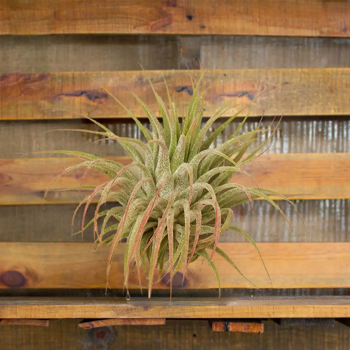 tillandsia air plant ionantha guatemala for sale | houseplantsale.com | forget me not flower market