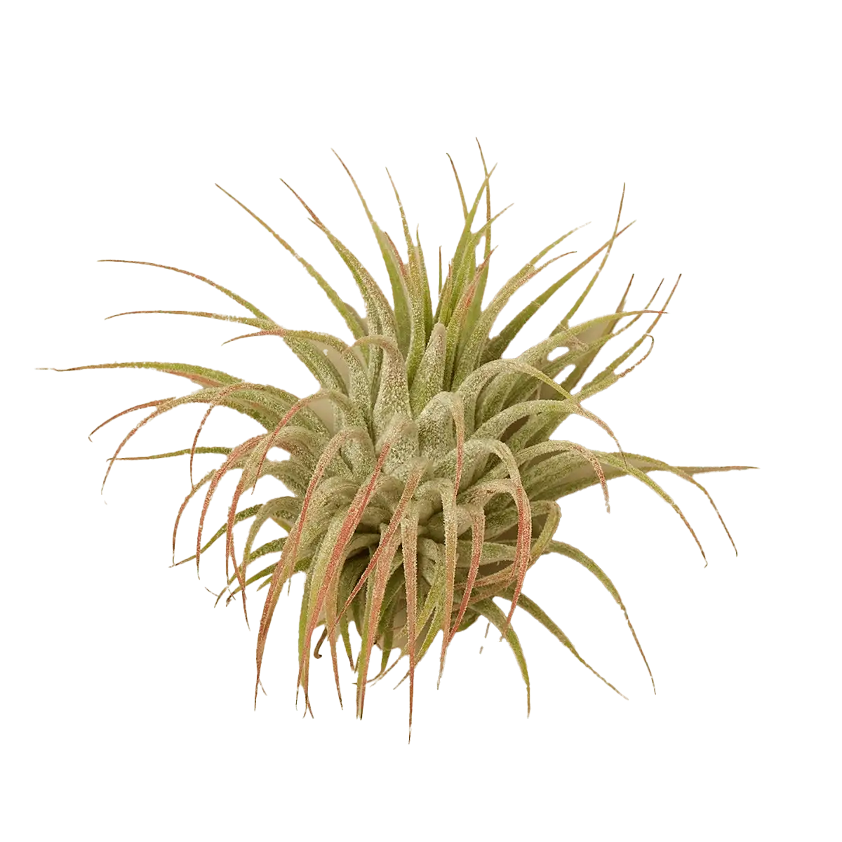tillandsia air plant ionantha guatemala for sale | houseplantsale.com | forget me not flower market