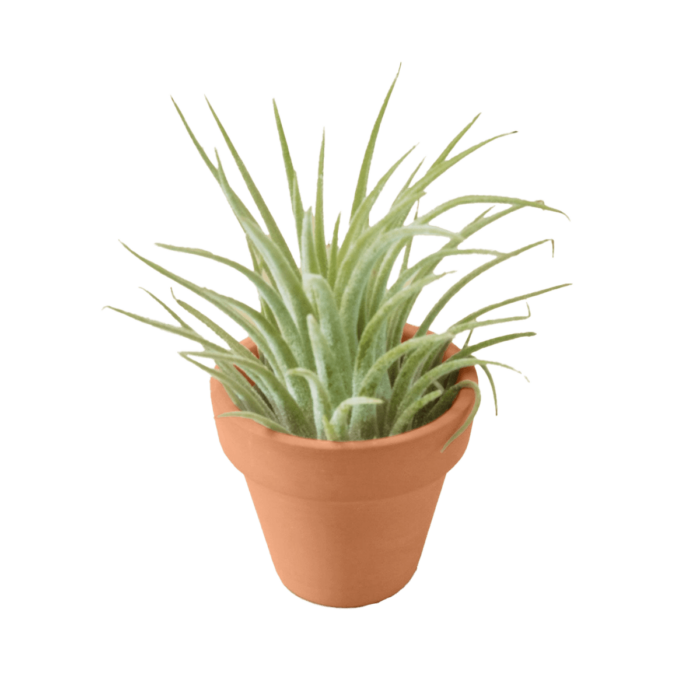 ionantha air plants with mini terra cotta pots for gifts, plant lover gifts, plant party favors, crafts and more