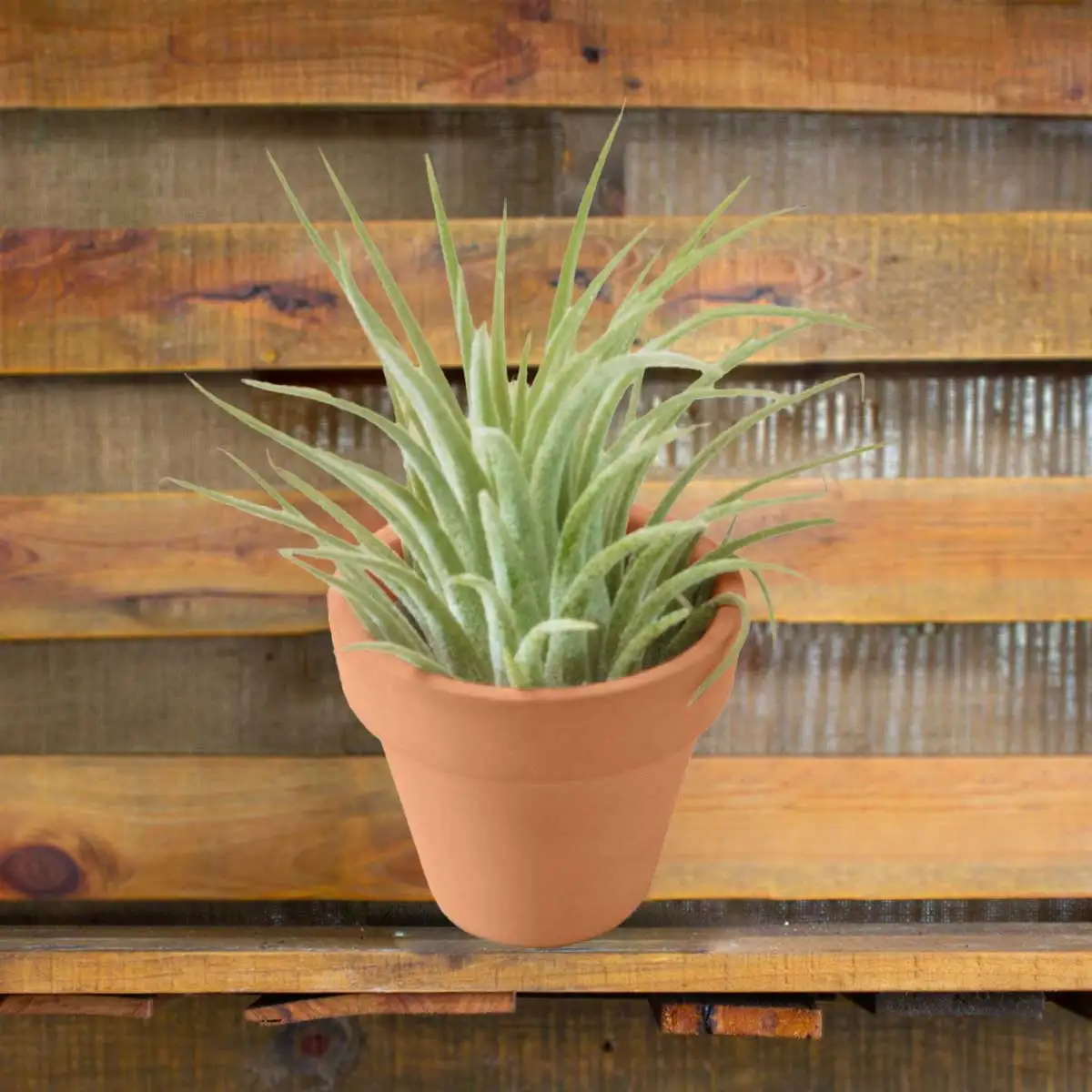 ionantha air plants with mini terra cotta pots for gifts, plant lover gifts, plant party favors, crafts and more
