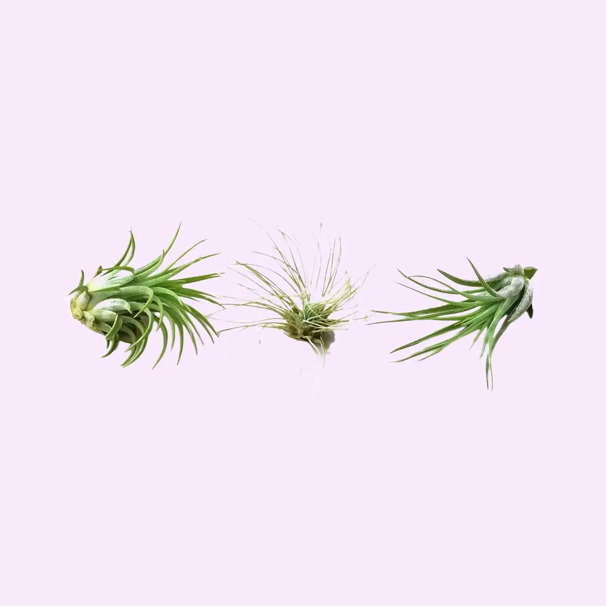 tillandsia air plant pack for sale | houseplantsale.com | forget me not flower market