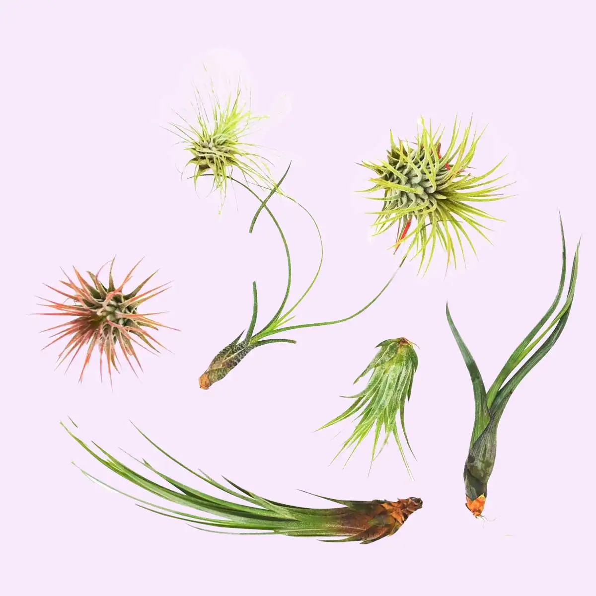tillandsia air plant pack for sale | houseplantsale.com | forget me not flower market