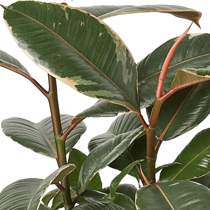 rubber plant ficus elastica - best online plant nursery | houseplantsale.com - houseplants for sale online | best indoor plants | forget me not flower market