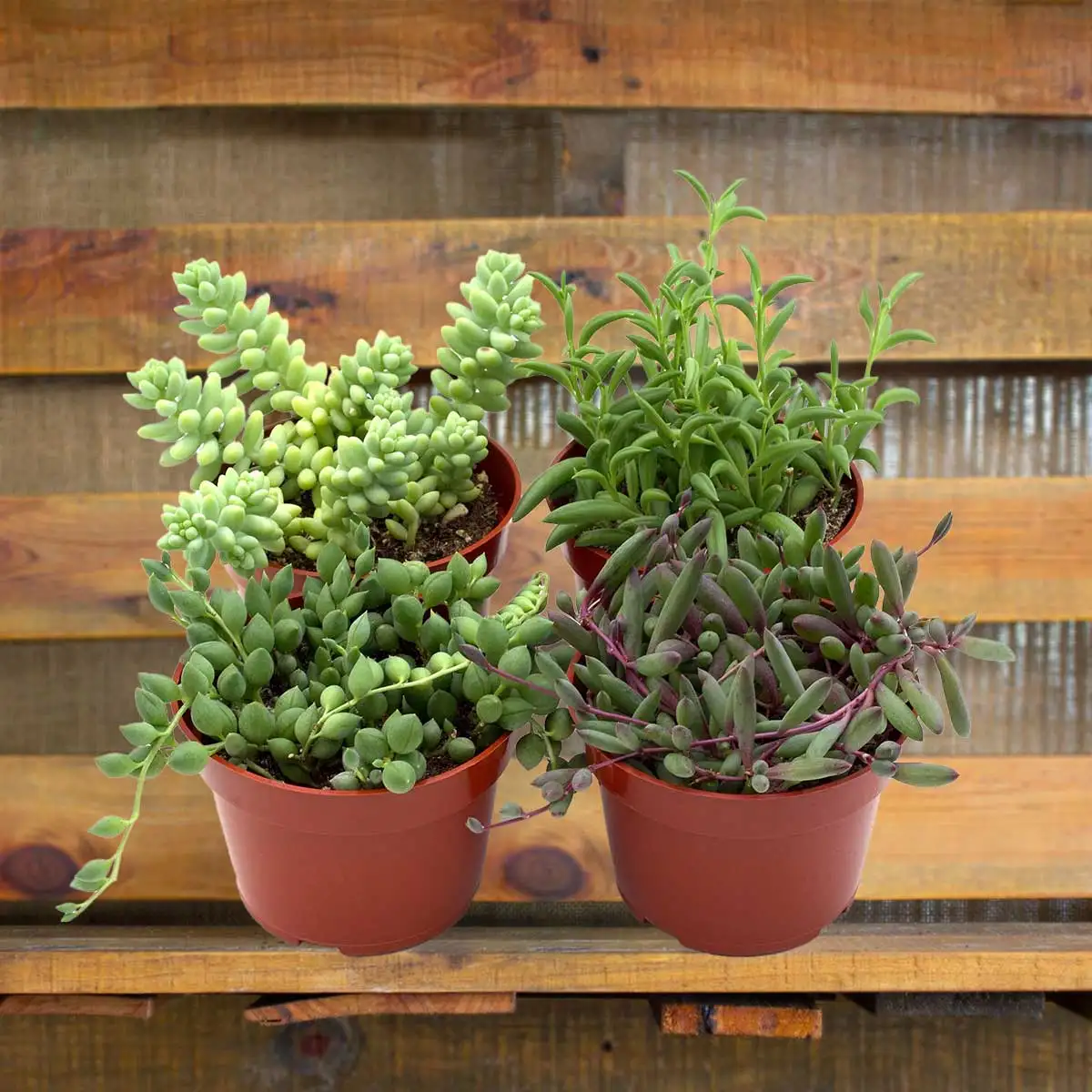 trailing succulents plant bundles plants for sale | house plant sale | Forget Me Not Flower Market online plant shop | online nurseries near to me