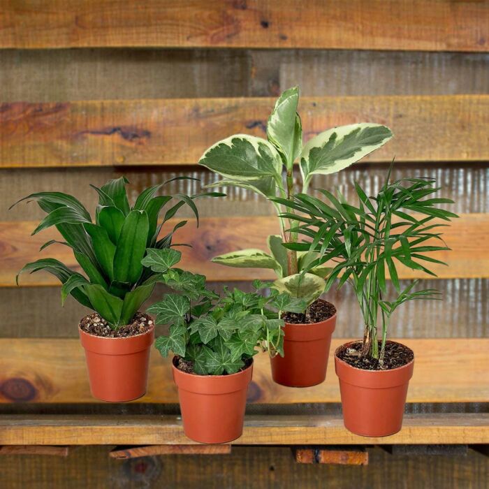 tropical plant bundles for sale online - best online plant nursery | houseplantsale.com - houseplants for sale online | best indoor plants | forget me not flower market