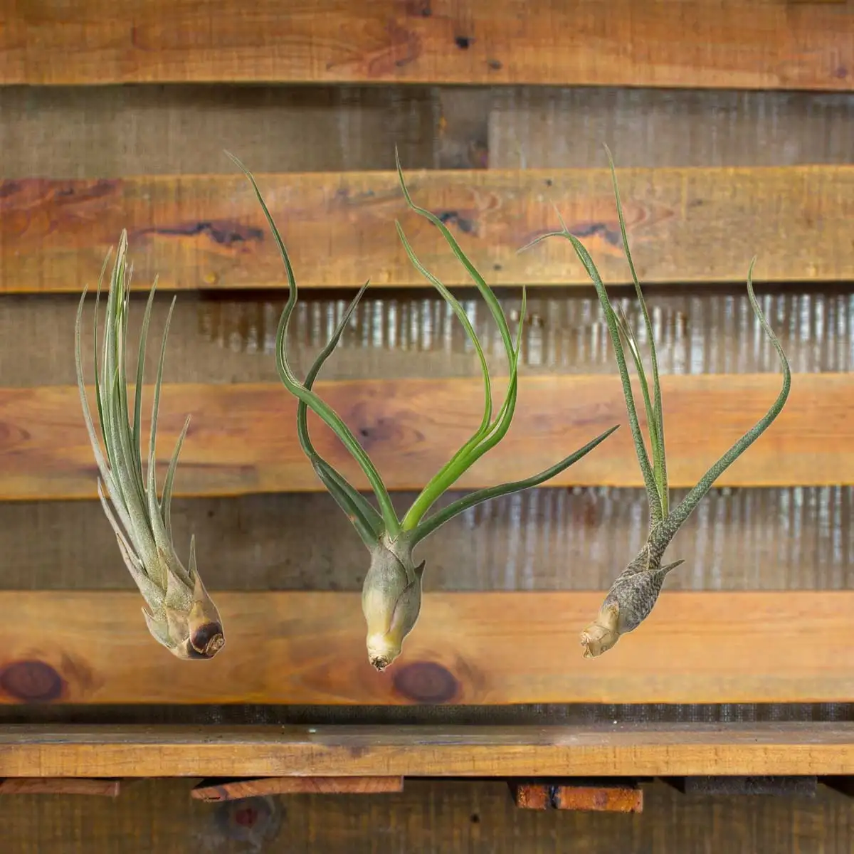 tillandsia air plant pack for sale | houseplantsale.com | forget me not flower market