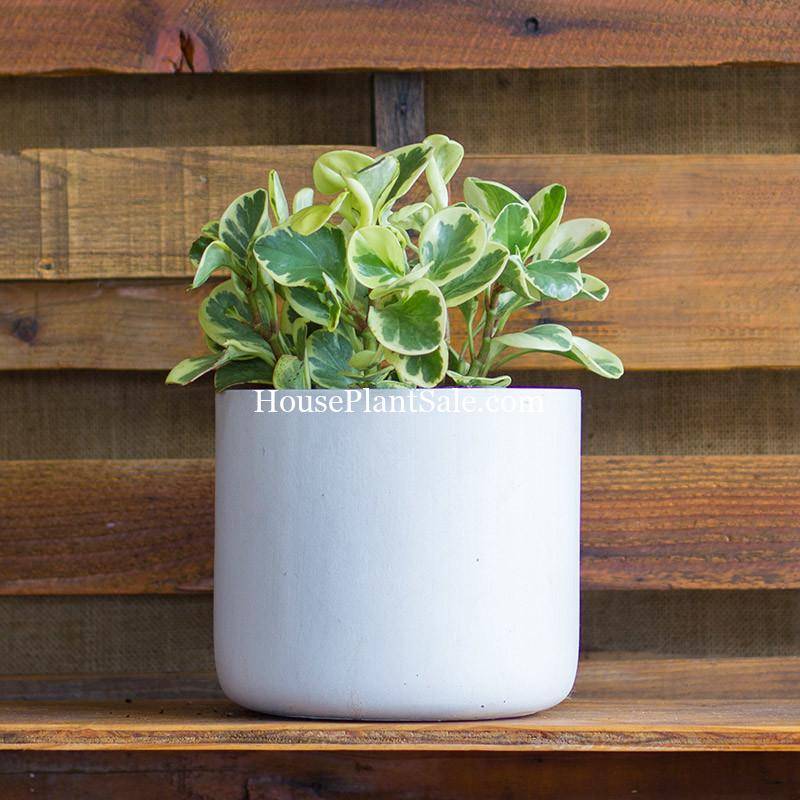 Variegated Peperomia Obtusifolia, House Plants for Sale | Best Indoor Plants | Forget Me Not Flower Market | Bonita Springs Flower Market | Cape Coral, Fort Myers, Naples | Indoor Plants, Outdoor Plants, Garden Plants, Flower plants Nursery, Wholesale Flowers and more