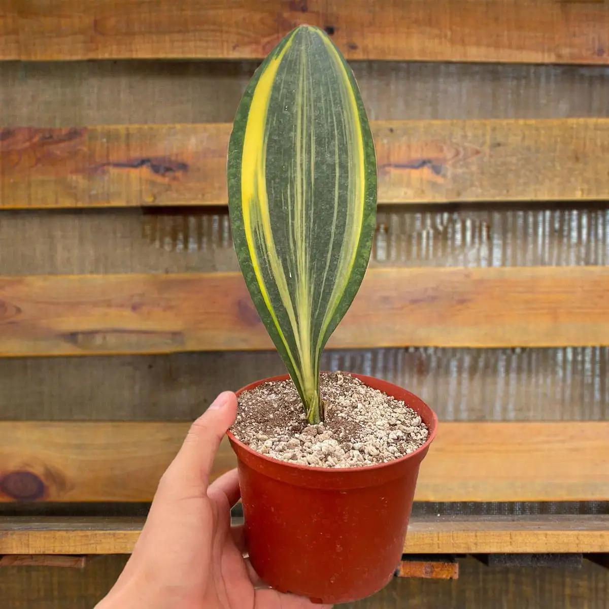 variegated shark fin sanseveria masoniana snake plant for sale | best online plant nursery | houseplantsale.com - houseplants for sale online | best indoor plants | forget me not flower market