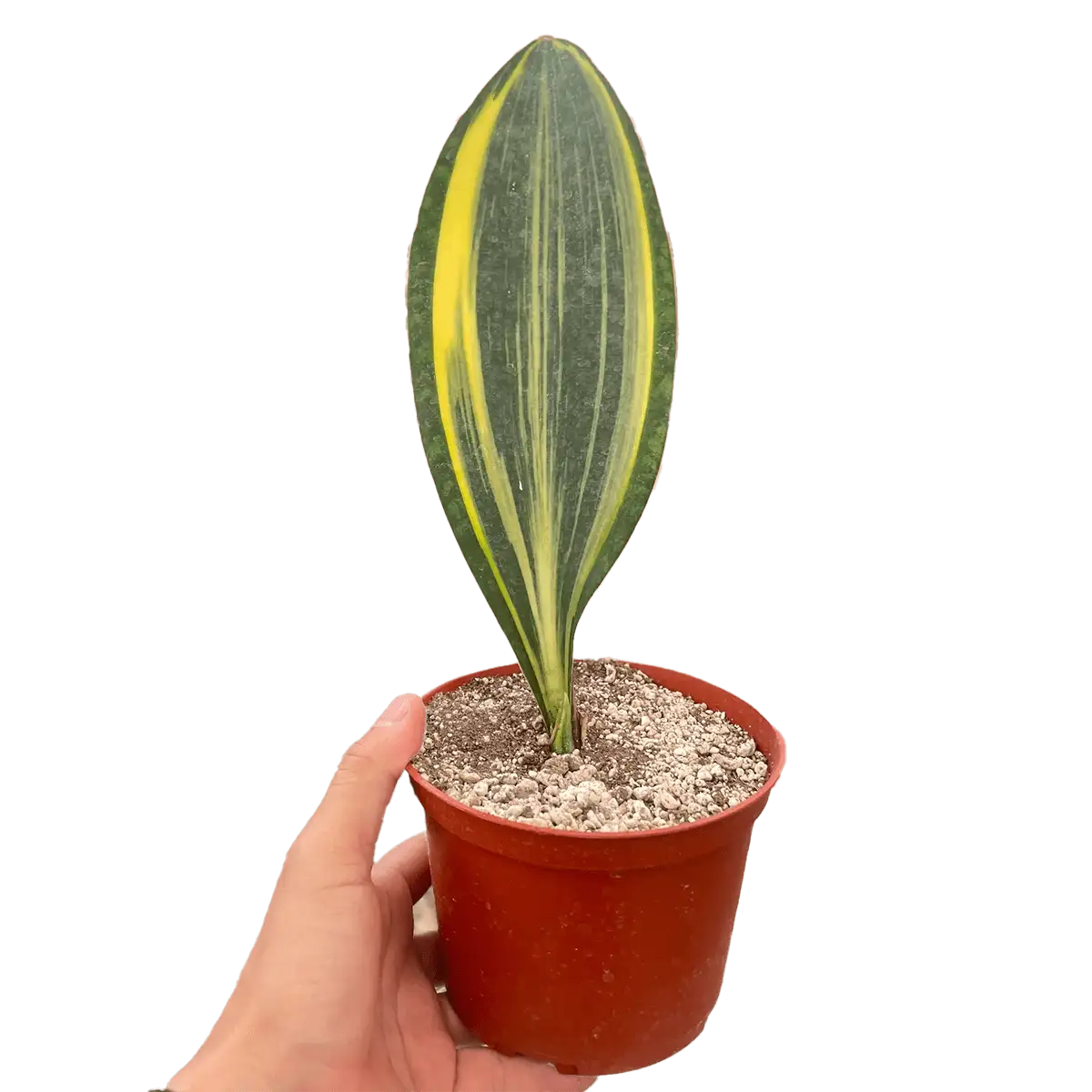 variegated shark fin sanseveria masoniana snake plant for sale | best online plant nursery | houseplantsale.com - houseplants for sale online | best indoor plants | forget me not flower market