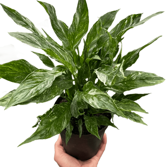 variegated spathiphyllum domino Plants for Sale Online | Best Indoor Plants & Houseplant Sale | Forget Me Not Flower Market