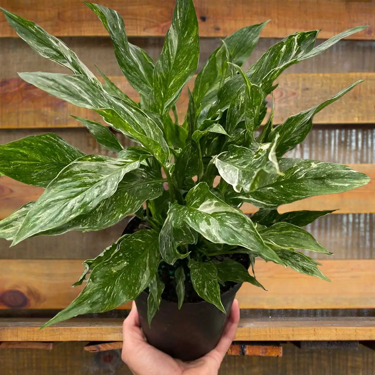 variegated spathiphyllum domino Plants for Sale Online | Best Indoor Plants & Houseplant Sale | Forget Me Not Flower Market