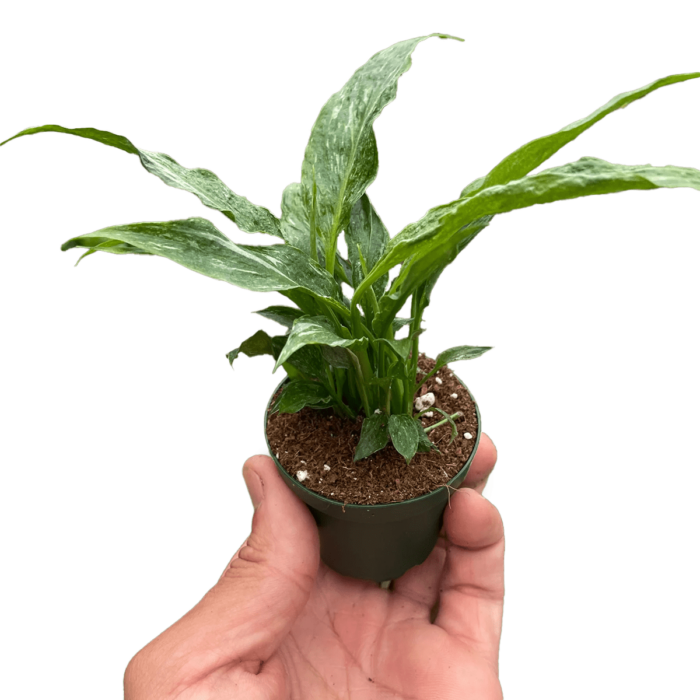 variegated spathiphyllum domino Plants for Sale Online | Best Indoor Plants & Houseplant Sale | Forget Me Not Flower Market