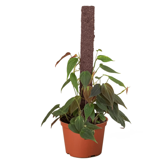 velvet philodendron micans - best online plant nursery | houseplantsale.com - houseplants for sale online | best indoor plants | forget me not flower market