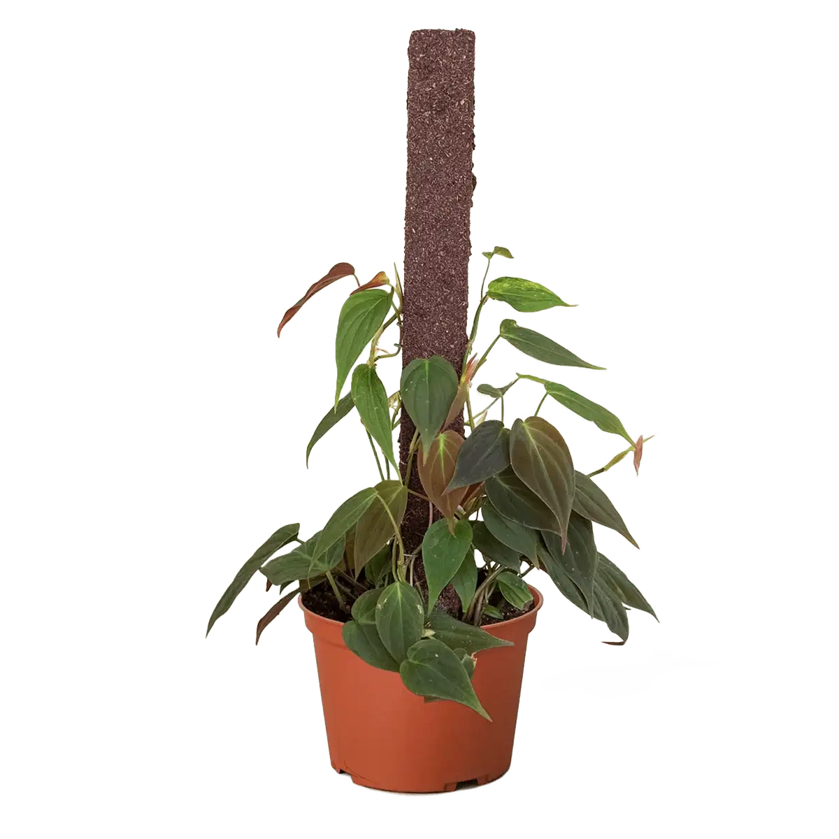 velvet philodendron micans - best online plant nursery | houseplantsale.com - houseplants for sale online | best indoor plants | forget me not flower market