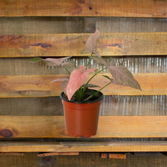 syngonium pink splash plants for Sale | Houseplant Sale | Best Indoor Plants | Forget Me Not Flower Market Online plant Shop | Online nurseries near to me
