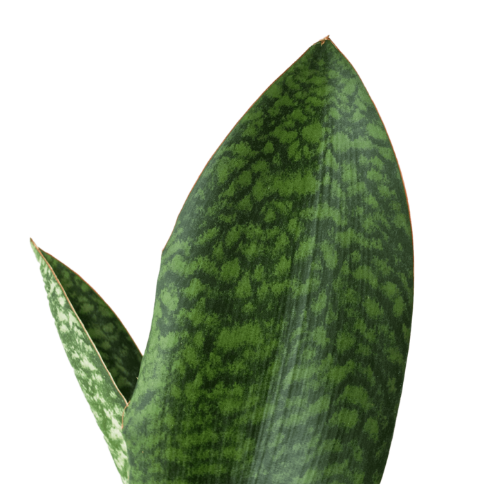 shark fin sanseveria masoniana snake plant for sale | best online plant nursery | houseplantsale.com - houseplants for sale online | best indoor plants | forget me not flower market