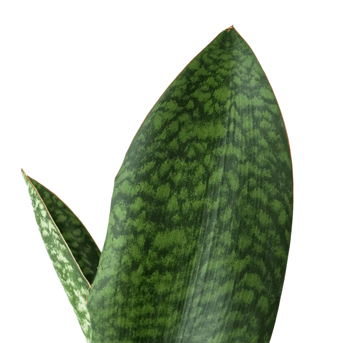 shark fin sanseveria masoniana snake plant for sale | best online plant nursery | houseplantsale.com - houseplants for sale online | best indoor plants | forget me not flower market