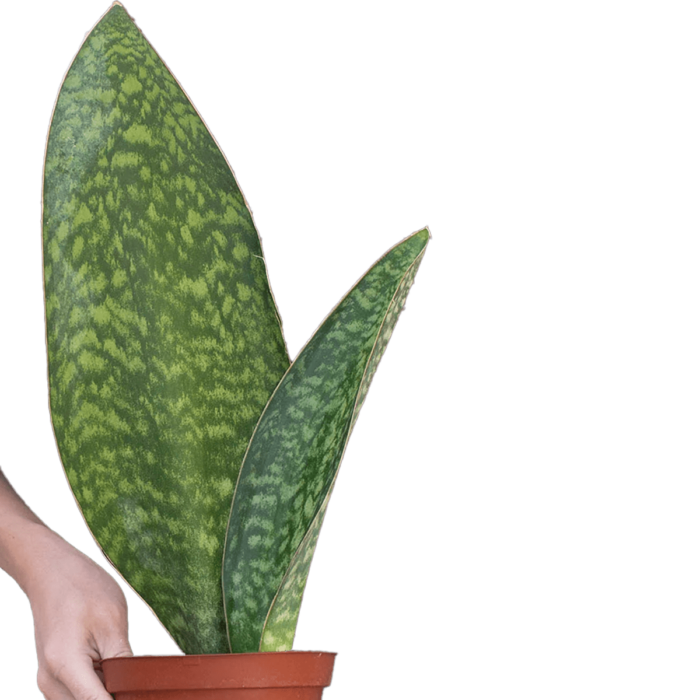 shark fin sanseveria masoniana snake plant for sale | best online plant nursery | houseplantsale.com - houseplants for sale online | best indoor plants | forget me not flower market