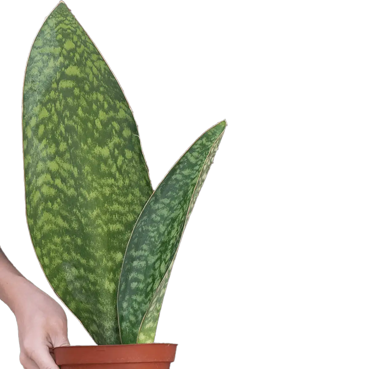 shark fin sanseveria masoniana snake plant for sale | best online plant nursery | houseplantsale.com - houseplants for sale online | best indoor plants | forget me not flower market