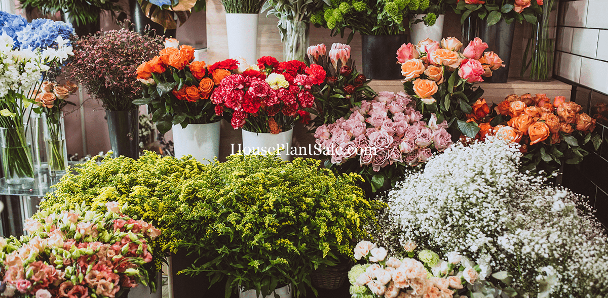 Wholesale Flowers | Forget Me Not Flower Market
