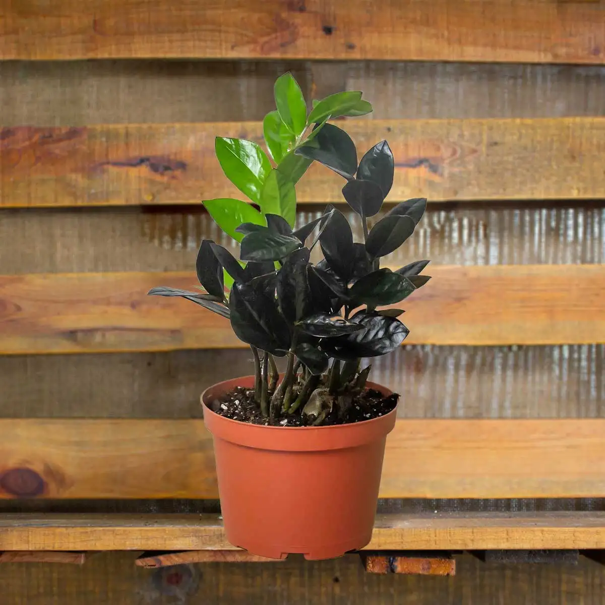 Black Raven ZZ Plant | House Plants for Sale - Forget Me Not Flower Market