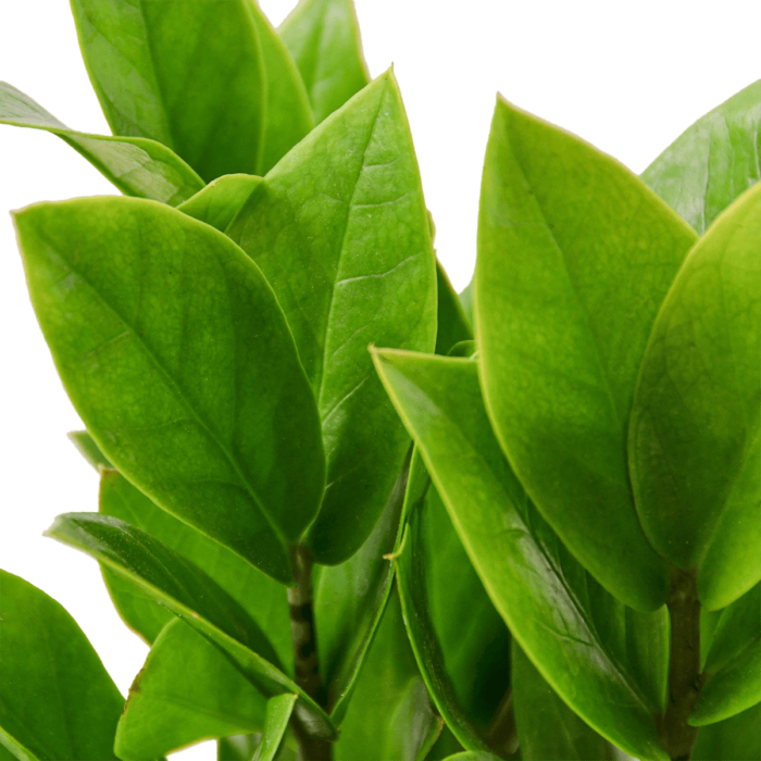 ZZ Plant Zamioculcas Zamiifolia - Best Online Plant Nursery | HouseplantSale.com - Houseplants for sale Online | Best Indoor Plants | Forget Me Not Flower Market