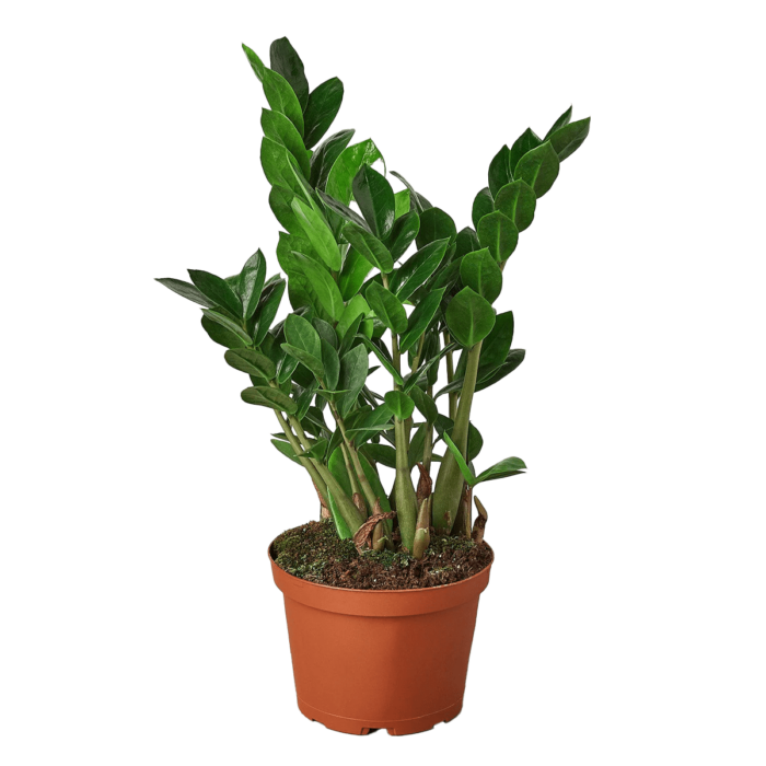 ZZ Plant Zamioculcas Zamiifolia - Medium, 6in - Best Online Plant Nursery | HouseplantSale.com - Houseplants for sale Online | Best Indoor Plants | Forget Me Not Flower Market
