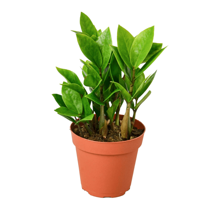 ZZ Plant Zamioculcas Zamiifolia - Small 4in - Best Online Plant Nursery | HouseplantSale.com - Houseplants for sale Online | Best Indoor Plants | Forget Me Not Flower Market