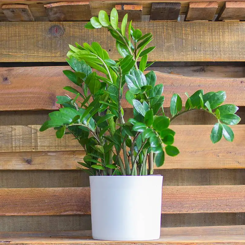 ZZ Plant Zamioculcas Zamiifolia, plants for sale | house plant sale | Forget Me Not Flower Market online plant shop | online nurseries near to me