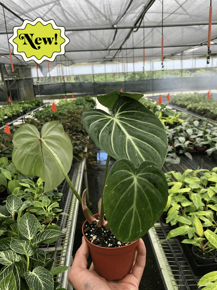 Philodendron Gloriosum - Image 4