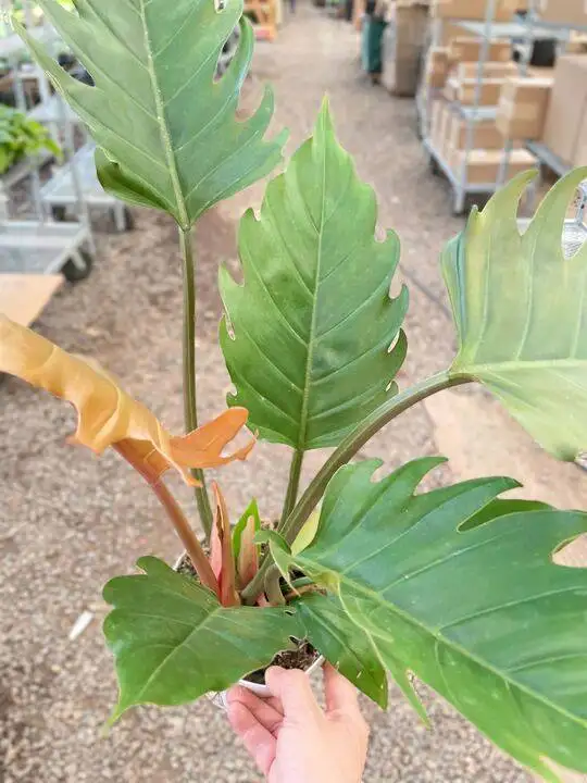 Philodendron Caramel Pluto - Image 2