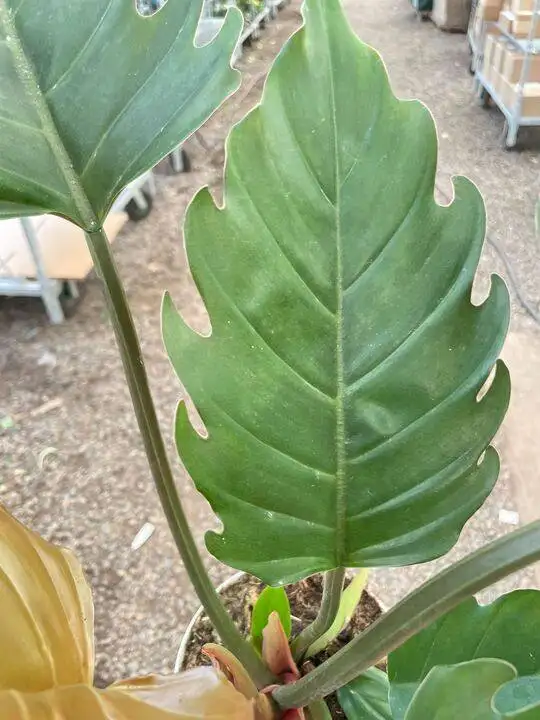 Philodendron Caramel Pluto - Image 4