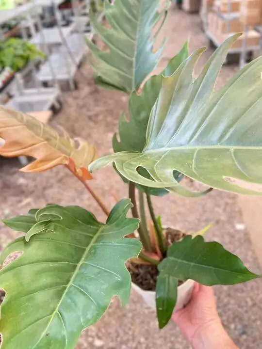 Philodendron Caramel Pluto - Image 3