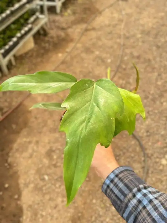 Philodendron Mayoi - Image 2
