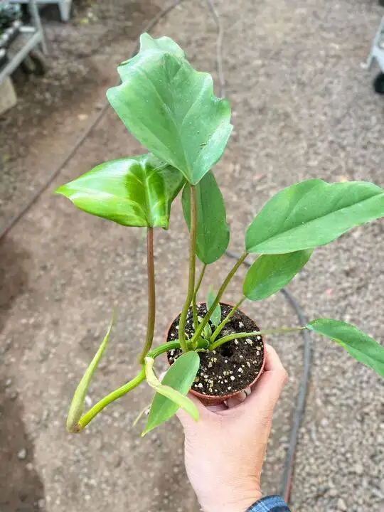 Philodendron Mayoi - Image 3