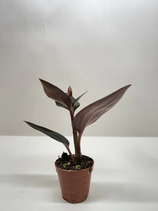 Ludisia Discolor - Image 3