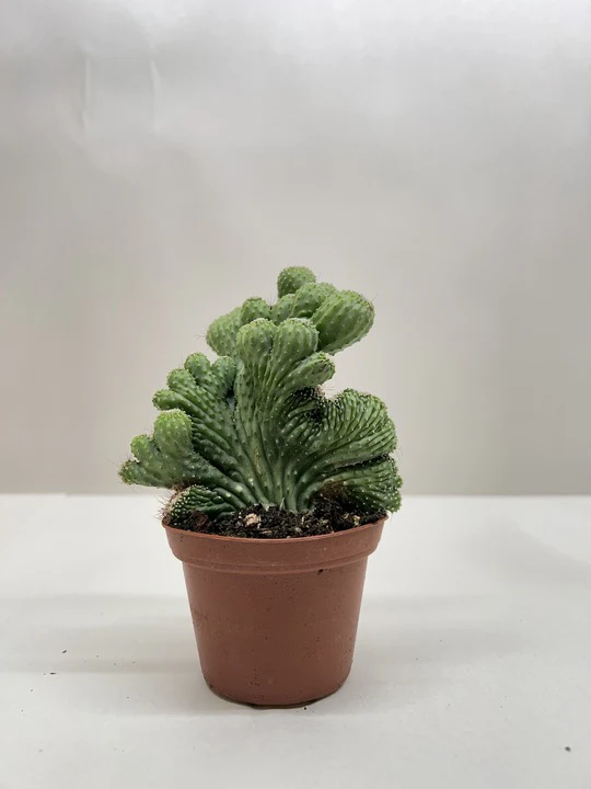 Succulent Cereus Coral Green - Image 2