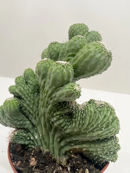 Succulent Cereus Coral Green - Image 3