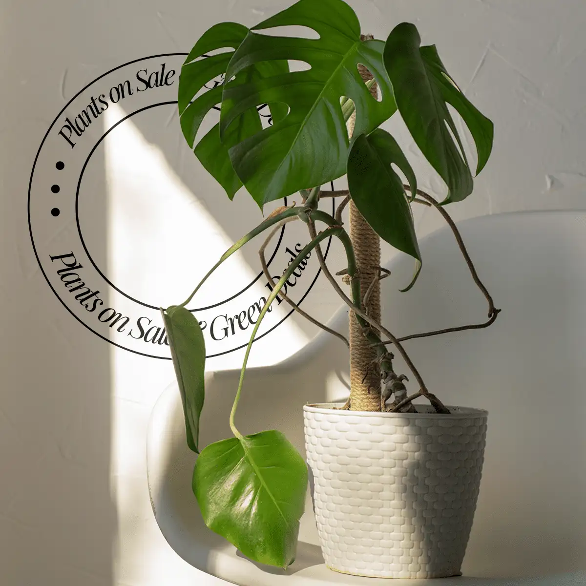 Plants on Sale