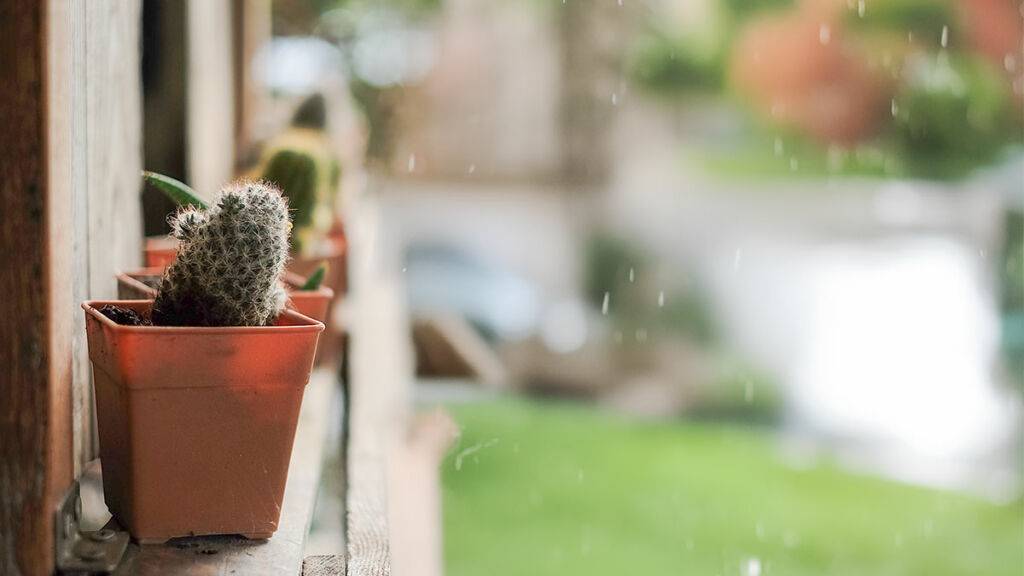 How to Keep Your Succulents & Cacti Thriving During Rain Season