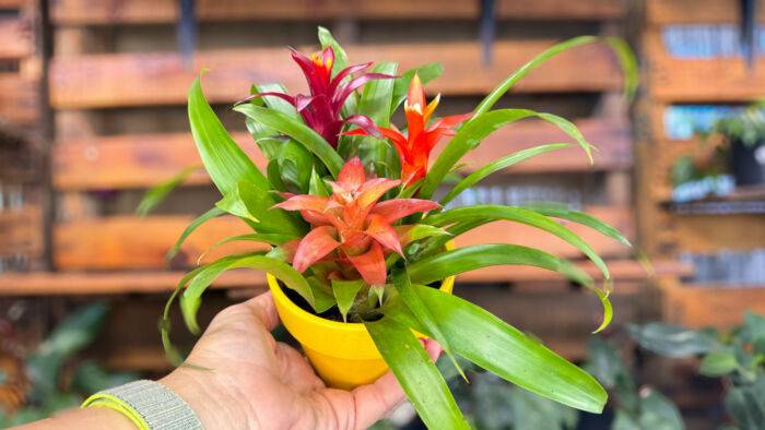 Tropical Bromeliad Dish Garden includes three different Guzmania bromeliad colors. Available at Forget Me Not Flower Markets, Bonita Springs. Send Bromeliads for same-day flower delivery in Bonita Springs area. Bromeliads plant delivery available via DoorDash Delivery or In-Store Pick Up.